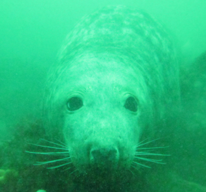 Seal video - click to view